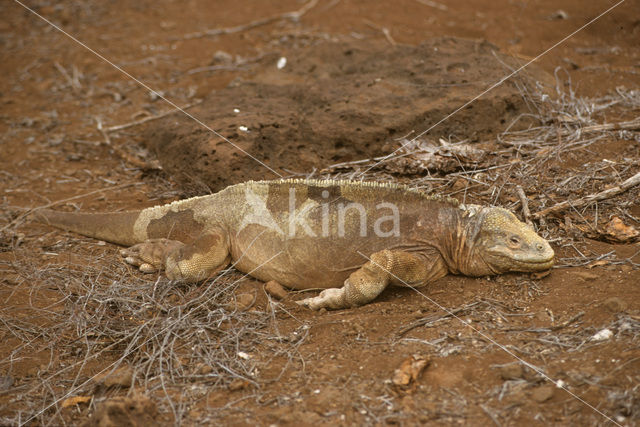 Santa Fe land Iguana