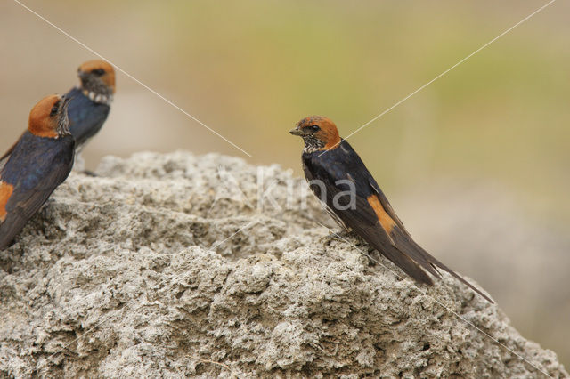 Lesser striped-Swallow (Hirundo abyssinica)