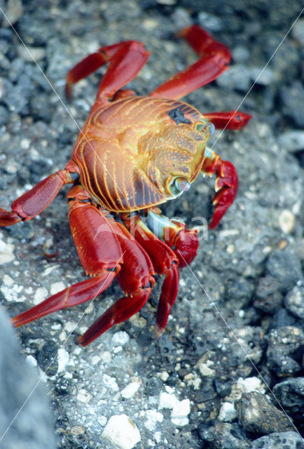 Scharlakenrode rotskrab (Grapsus grapsus)