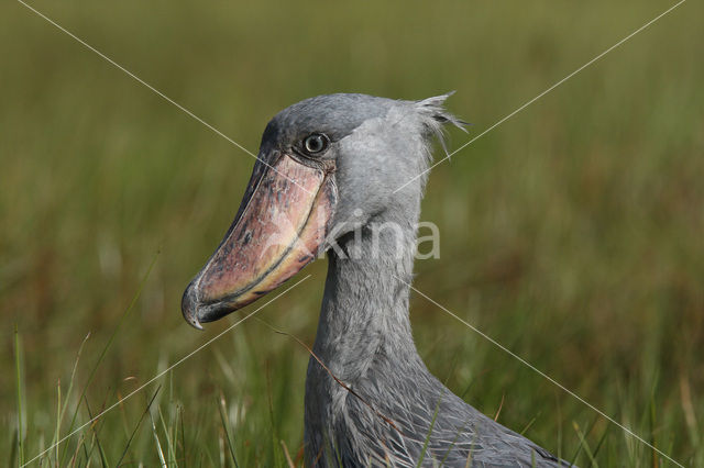 Shoebill stork (Balaeniceps rex)