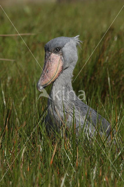 Shoebill stork (Balaeniceps rex)