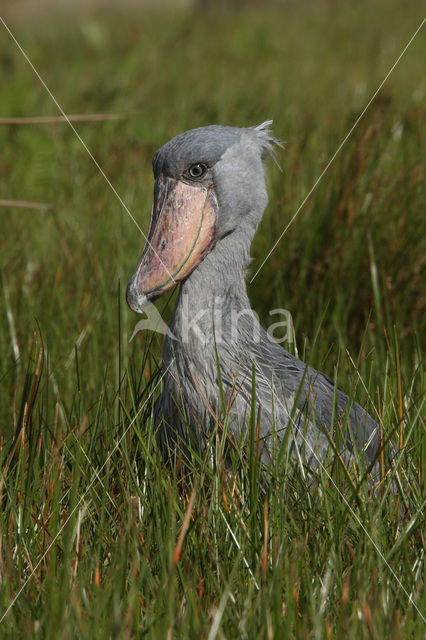 Schoenbekooievaar (Balaeniceps rex)