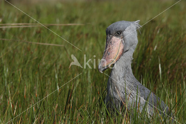 Shoebill stork (Balaeniceps rex)