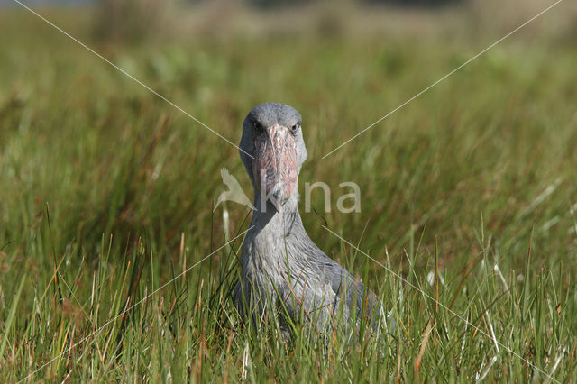 Shoebill stork (Balaeniceps rex)