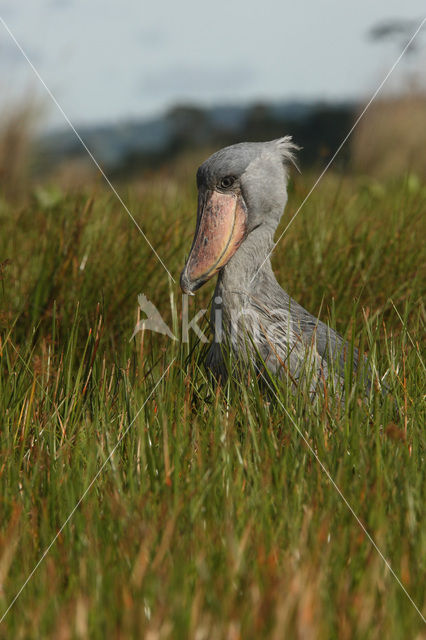 Shoebill stork (Balaeniceps rex)