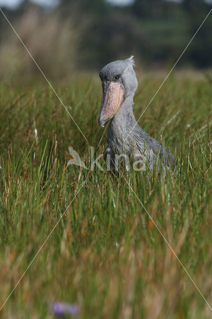 Shoebill stork (Balaeniceps rex)