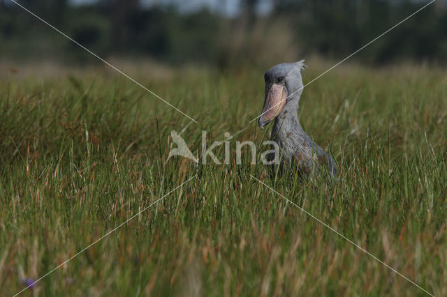 Shoebill stork (Balaeniceps rex)