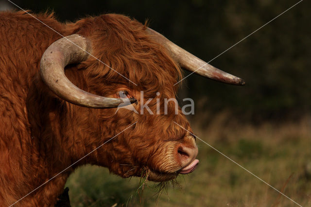 Highland Cow (Bos domesticus)