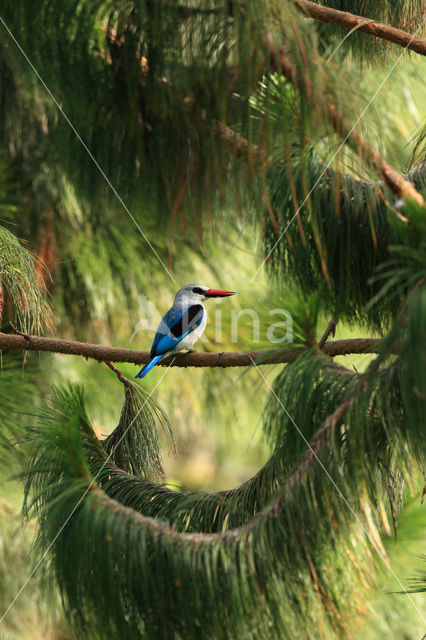 Woodland Kingfisher (Halcyon senegalensis)