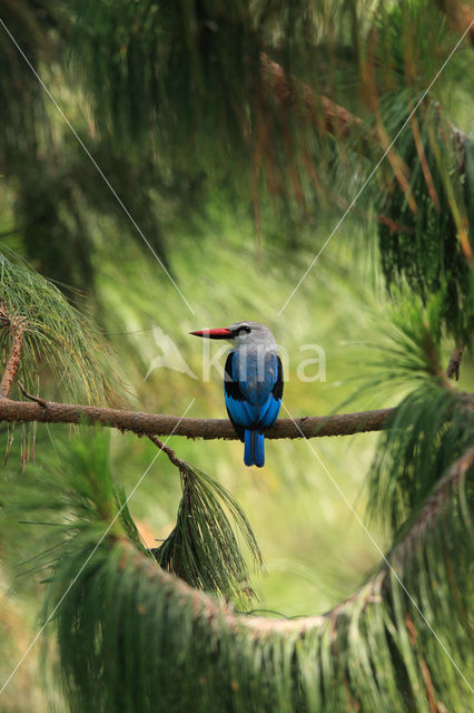 Woodland Kingfisher (Halcyon senegalensis)