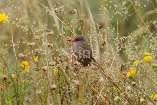 Common Waxbill (Estrilda astrild)