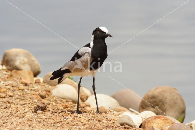 Blacksmith Lapwing (Vanellus armatus)