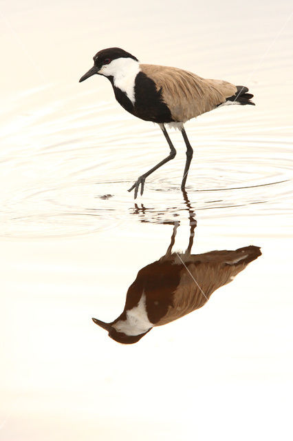 Spur-winged Plover (Vanellus spinosus)