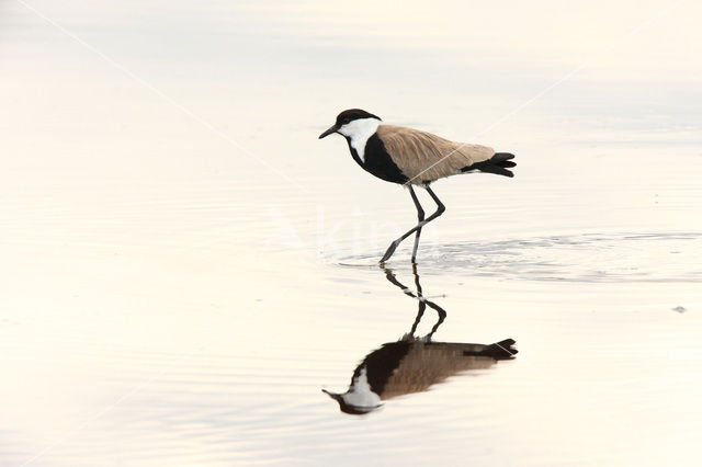 Spur-winged Plover (Vanellus spinosus)