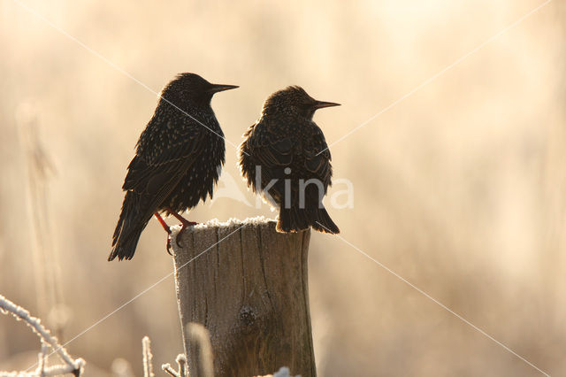 European Starling (Sturnus vulgaris)