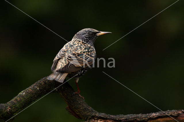 European Starling (Sturnus vulgaris)