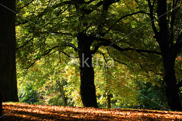 Stadspark Merwestein