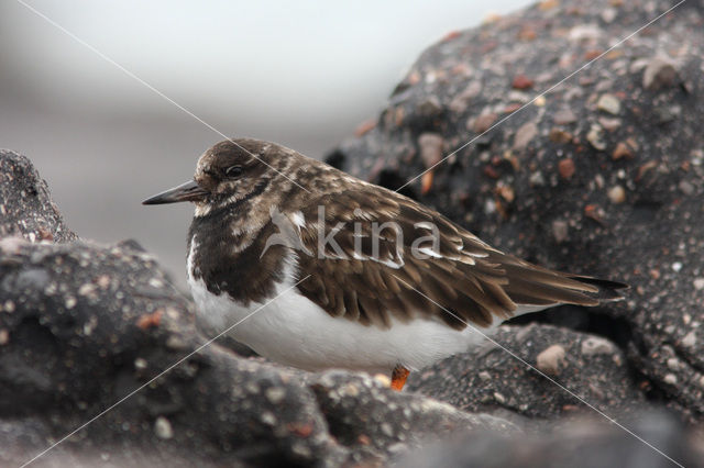 Steenloper (Arenaria interpres)