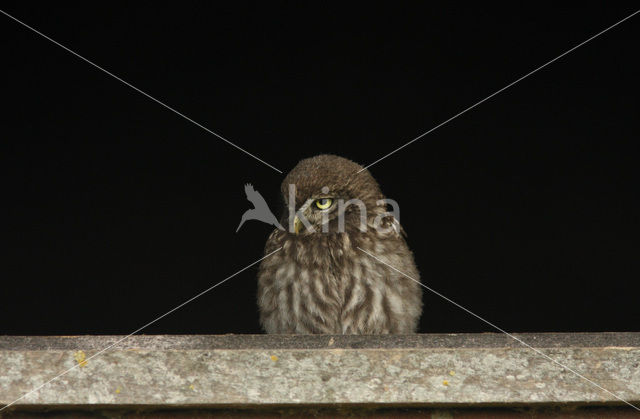 Little Owl (Athene noctua)