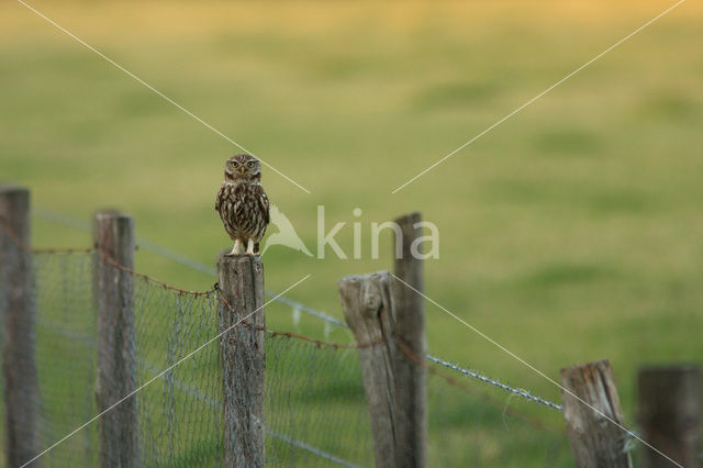 Little Owl (Athene noctua)