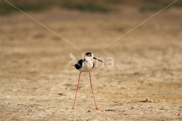 Steltkluut (Himantopus himantopus)