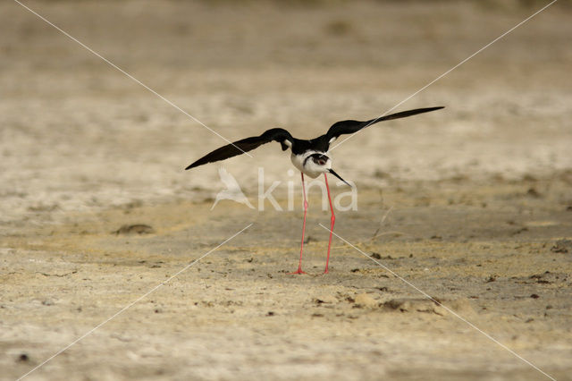 Steltkluut (Himantopus himantopus)