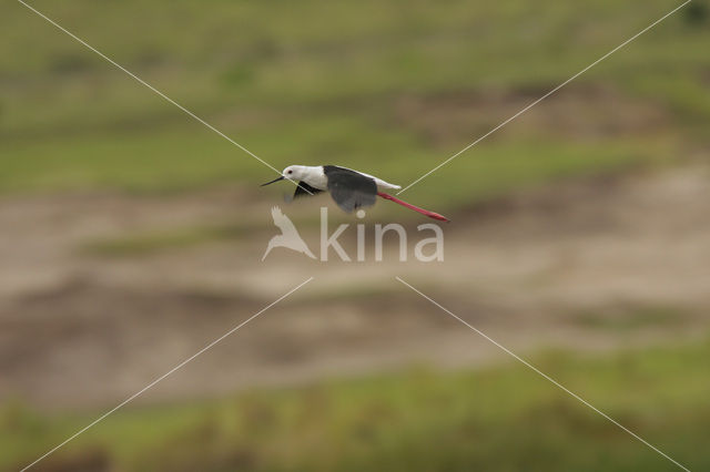 Steltkluut (Himantopus himantopus)