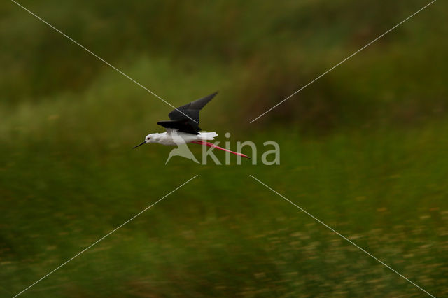 Steltkluut (Himantopus himantopus)