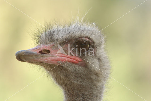 Ostrich (Struthio camelus)