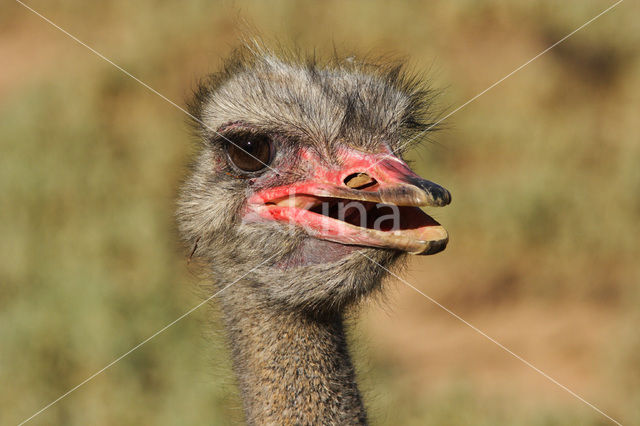 Ostrich (Struthio camelus)