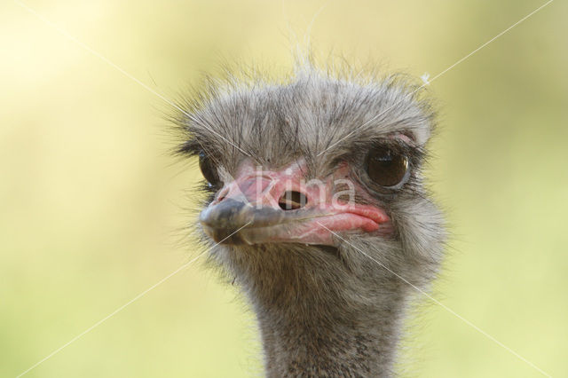 Ostrich (Struthio camelus)