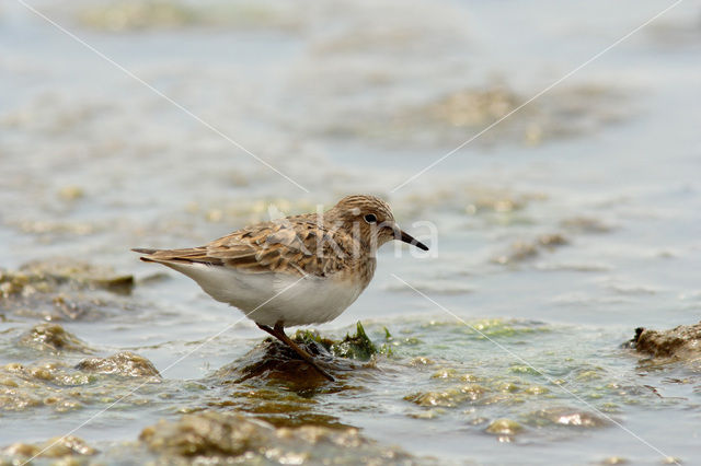 Temminck’s Stint (Calidris temminckii)