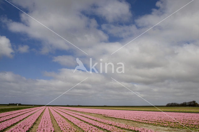 Texel