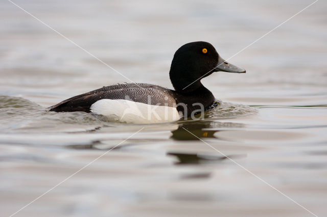 Greater Scaup (Aythya marila)