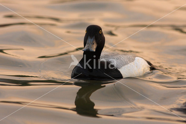 Greater Scaup (Aythya marila)