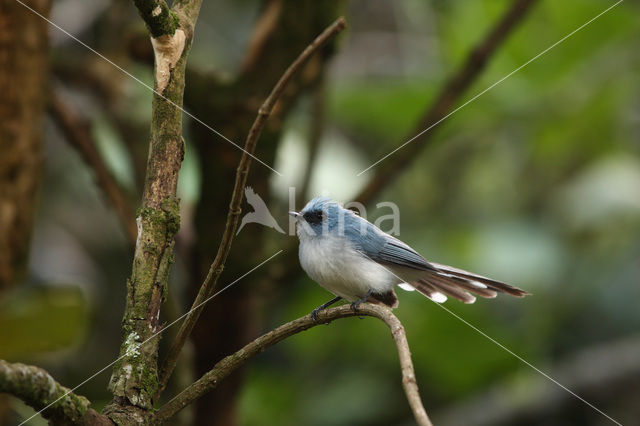 African Blue-Flycatcher (Elminia longicauda)