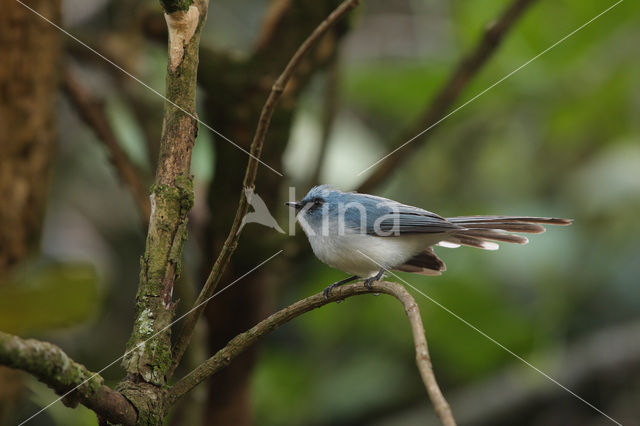 African Blue-Flycatcher (Elminia longicauda)