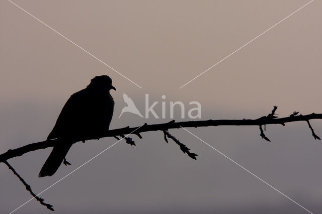 Collared Turtle Dove (Streptopelia decaocto)