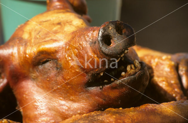 Pig (Sus domesticus)