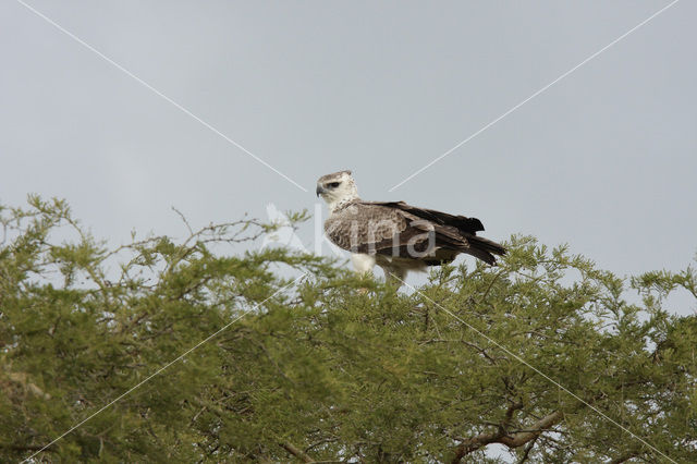 Vechtarend (Polemaetus bellicosus)