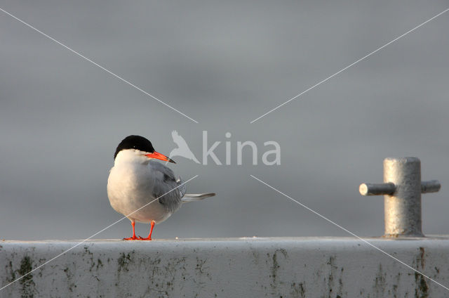 Common Tern (Sterna hirundo)