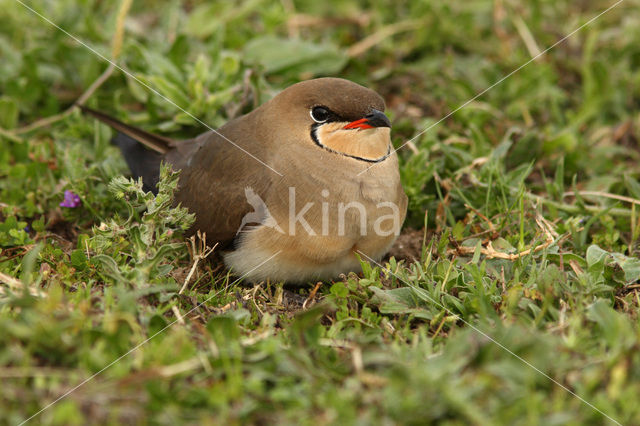 Collared Pratincole (Glareola pratincola)