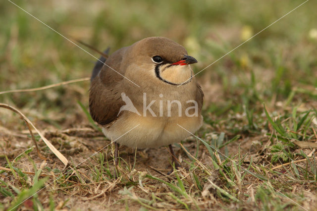 Collared Pratincole (Glareola pratincola)