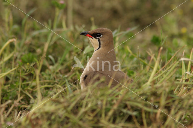 Collared Pratincole (Glareola pratincola)