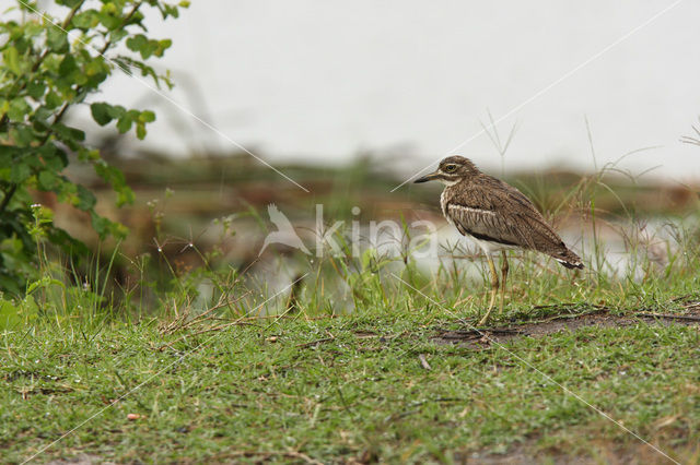 Waterthick-knee (Burhinus vermiculatus)