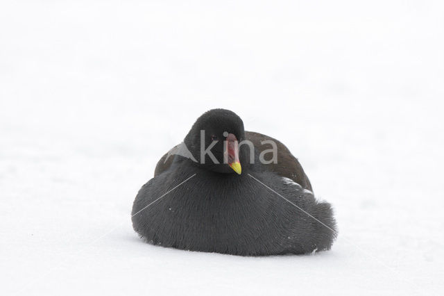 Common Moorhen (Gallinula chloropus)