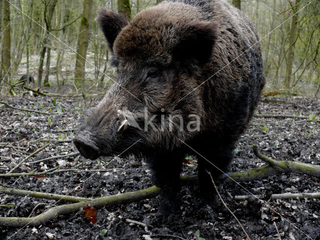 Wild zwijn