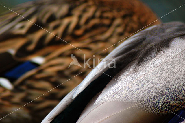 Mallard