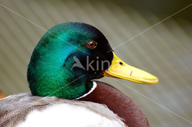 Mallard