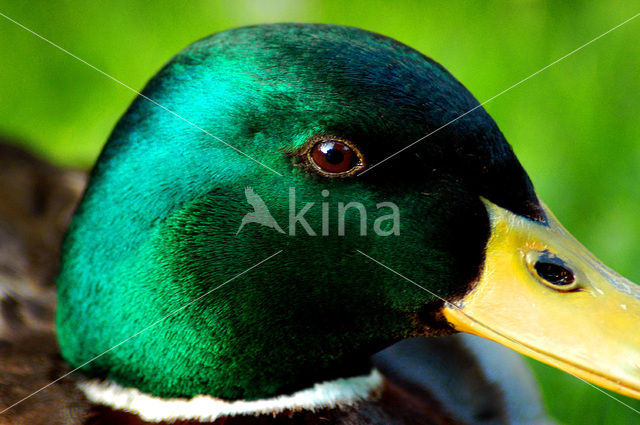 Mallard